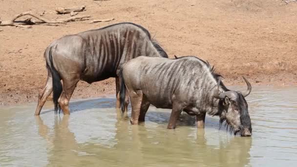 Blue wildebeest drinking — Stock Video