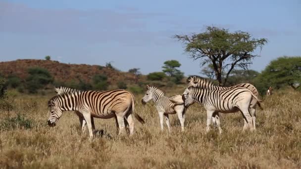 Plains Zebra's grazen — Stockvideo