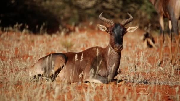 Antilope tsessebe en ruminant — Video