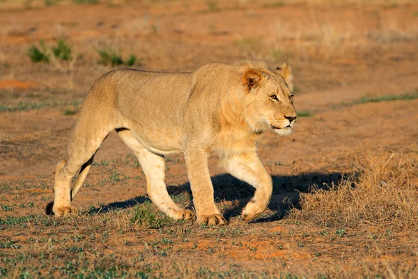 Afryki lew podkradanie się pod zwierza — Zdjęcie stockowe