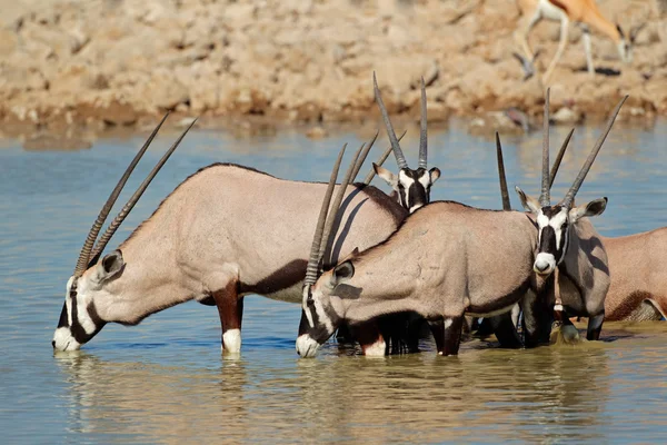 Gemsbok antilop içme — Stok fotoğraf