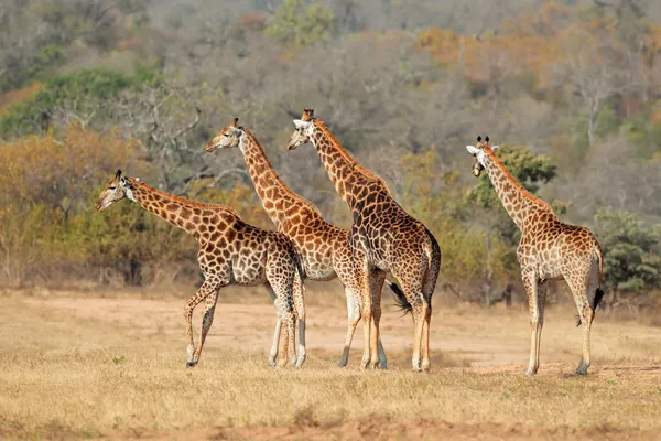 Giraffe herd — Stock Photo, Image