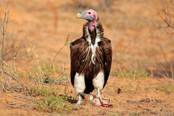 Lappet-faced vulture — Stock Photo, Image