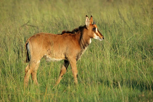 Sable antiloper kalv — Stockfoto