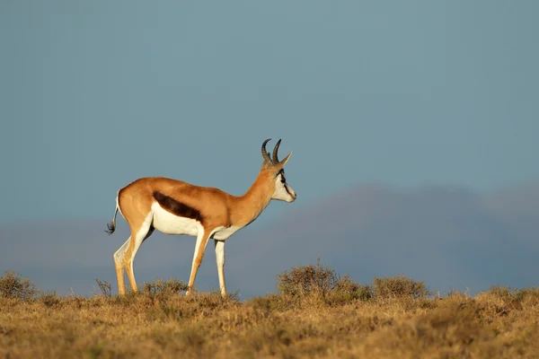 Springbok antelope — Stock Photo, Image