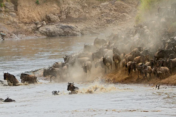 Gnus-Migration — Stockfoto