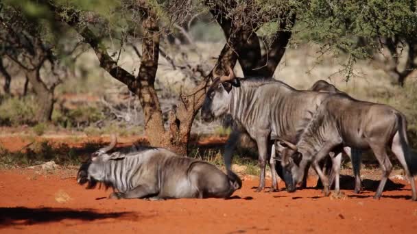 Mavi wildebeest — Stok video