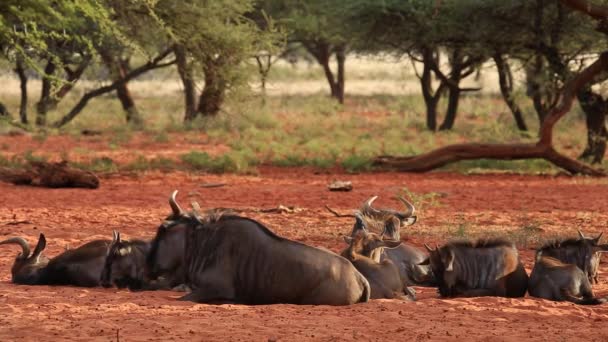 Mavi wildebeest dinlenme — Stok video