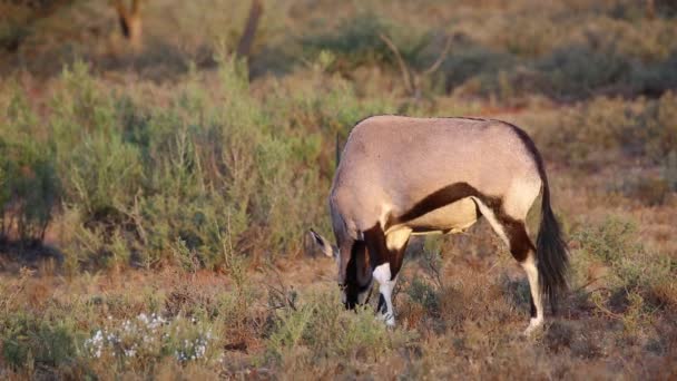 Gemsbockantilope weidet — Stockvideo