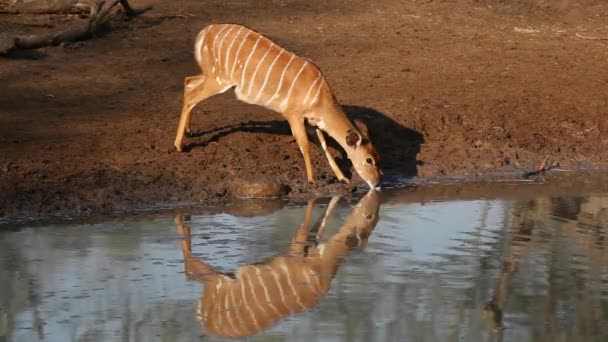 Nyala antelope drinken — Stockvideo