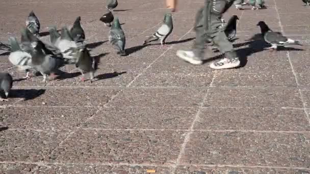 Palomas en un parque de la ciudad — Vídeo de stock