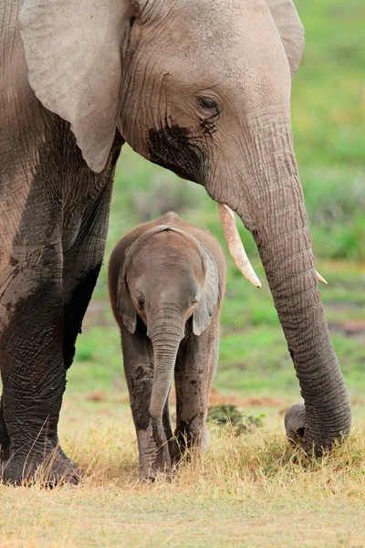 Afrikai elefánt, a borjú — Stock Fotó