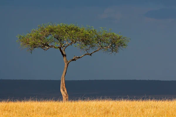 Paesaggio africano — Foto Stock