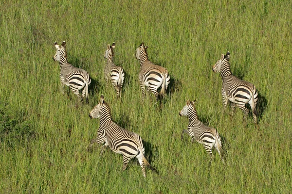 Zebras de montanha de partes — Fotografia de Stock