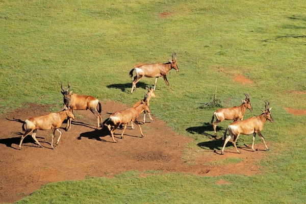 Alcelafo rosso — Foto Stock