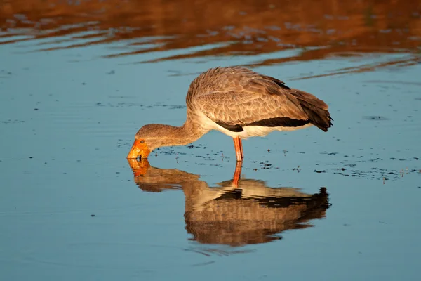 Yellow-billed stork — Stock Photo, Image