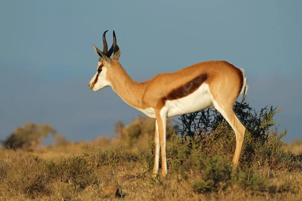 SPRINGBOCK antilop — Stockfoto