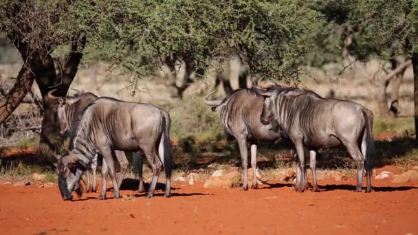 Blue wildebeest — Stock Video