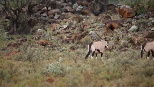 Gemsbok kör — Stockvideo