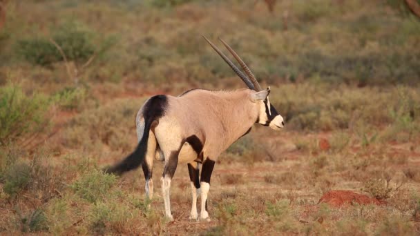 Gemsbok antelope — Stock Video
