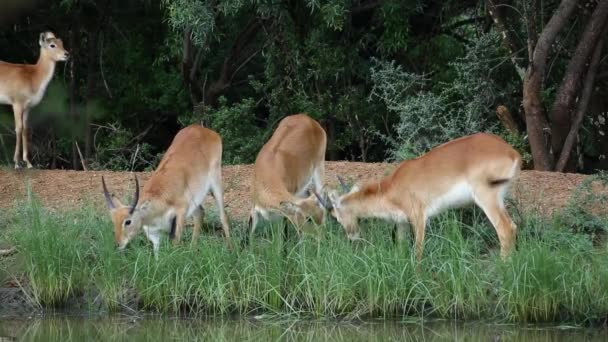 Antilopes lechwe rouges pâturantes 