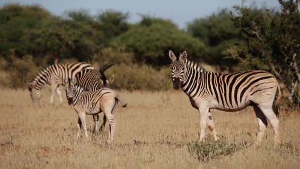 Zebras und Fohlen — Stockvideo