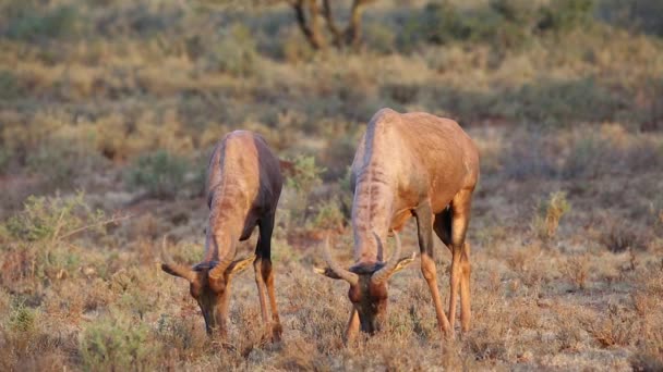 Tsessebe antiloper bete — Stockvideo
