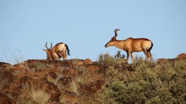 Kırmızı hartebeest manzara