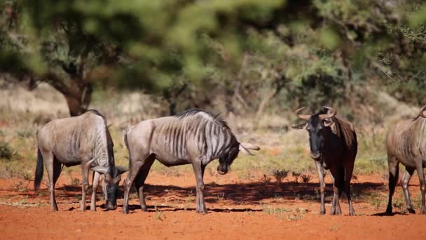 Blue wildebeest — Stock Video