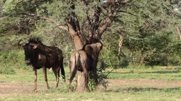 Blue Wildebeest esfregando — Vídeo de Stock