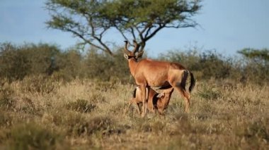Kırmızı hartebeest ve buzağı