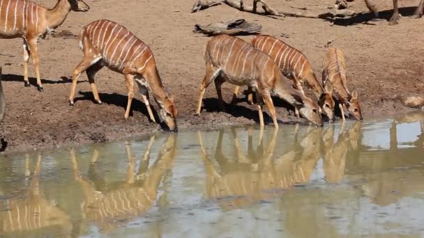 Ньяла антилопы пьют — стоковое видео