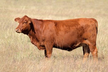 Red angus cow clipart