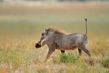 Warthog running clipart