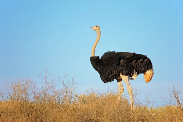 Mannelijke struisvogel — Stockfoto