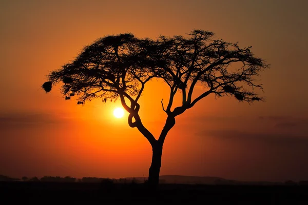 Coucher de soleil avec arbre silhouetté — Photo