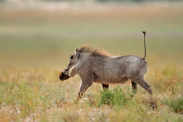 Warthog corriendo —  Fotos de Stock