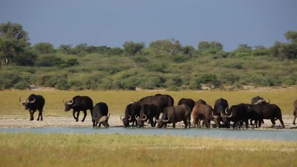 African buffaloes drinking — Stock Video