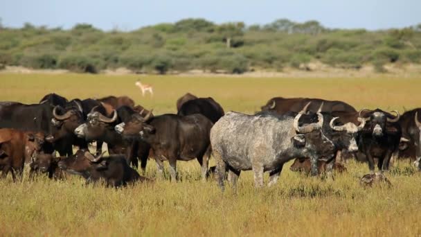 Afrikaanse buffels rusten — Stockvideo