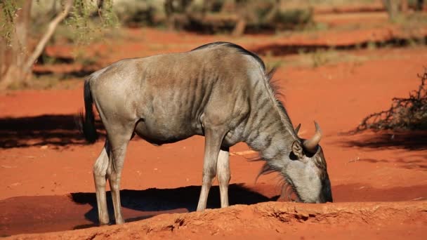 Mavi wildebeest içme — Stok video