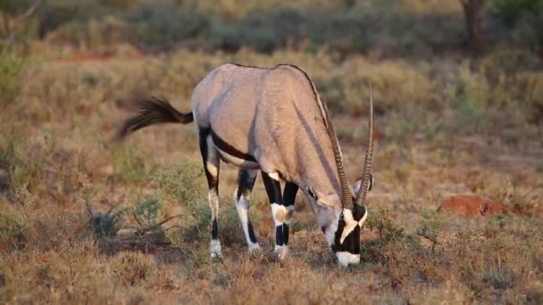 Gemsbok antelope grazing — Stock Video