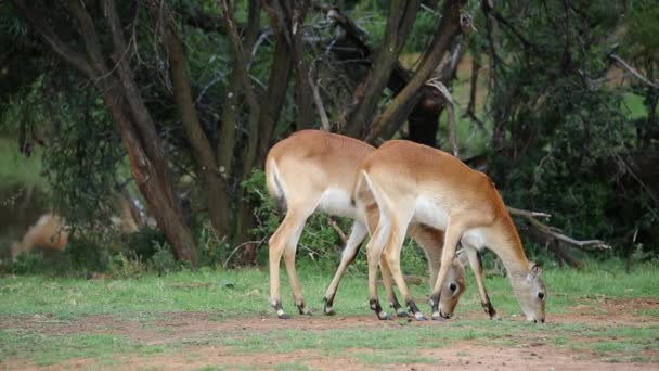 Antilopes lechwe rouges pâturantes 