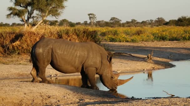 Breitmaulnashorn trinkt — Stockvideo