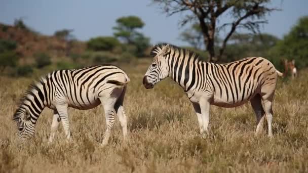 Plains Zebra's grazen — Stockvideo