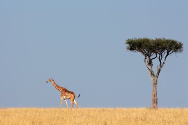 Masai giraffe and tree clipart
