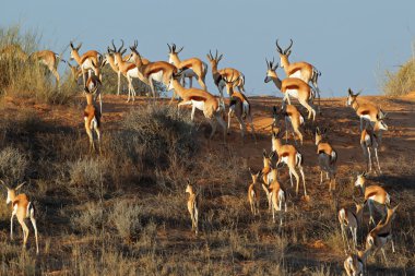 Kumul doğum Springbok