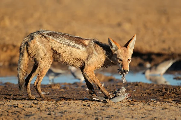 Schwarzrückenschakal frisst Taube — Stockfoto