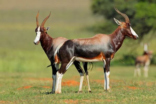 Blesbok antilopen — Stockfoto