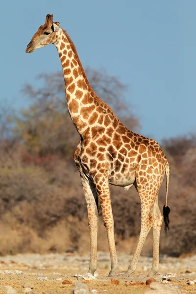 Giraffe bull — Stock Photo, Image