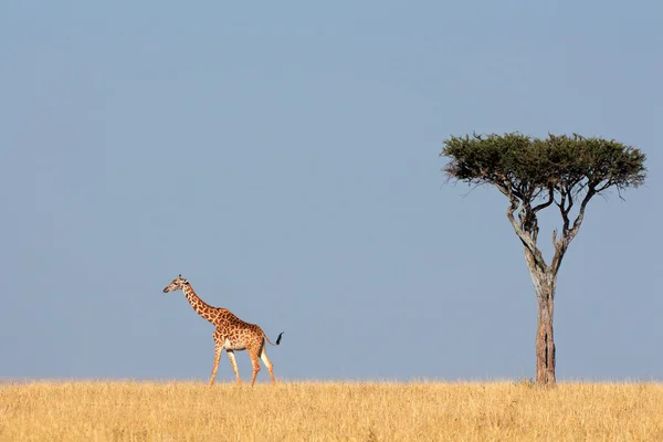 Masai-Giraffe und Baum — Stockfoto